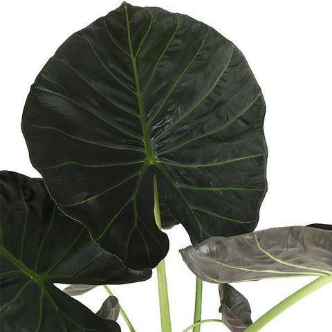 Alocasia Regal Shield Ø24cm - ↕110cm in Boule Anthrazit Topf