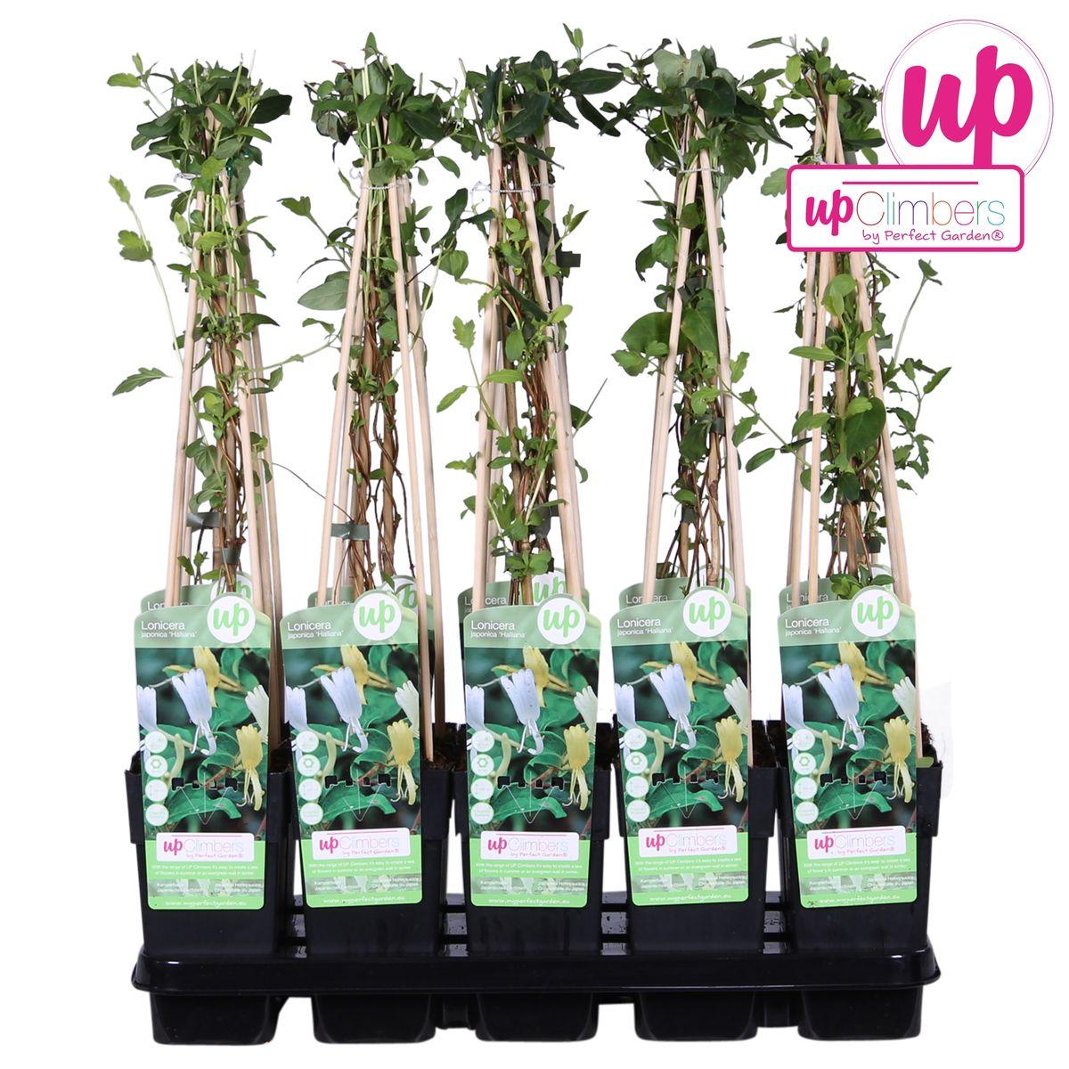 Lonicera japonica 'Halliana' - ↨65cm - Ø15