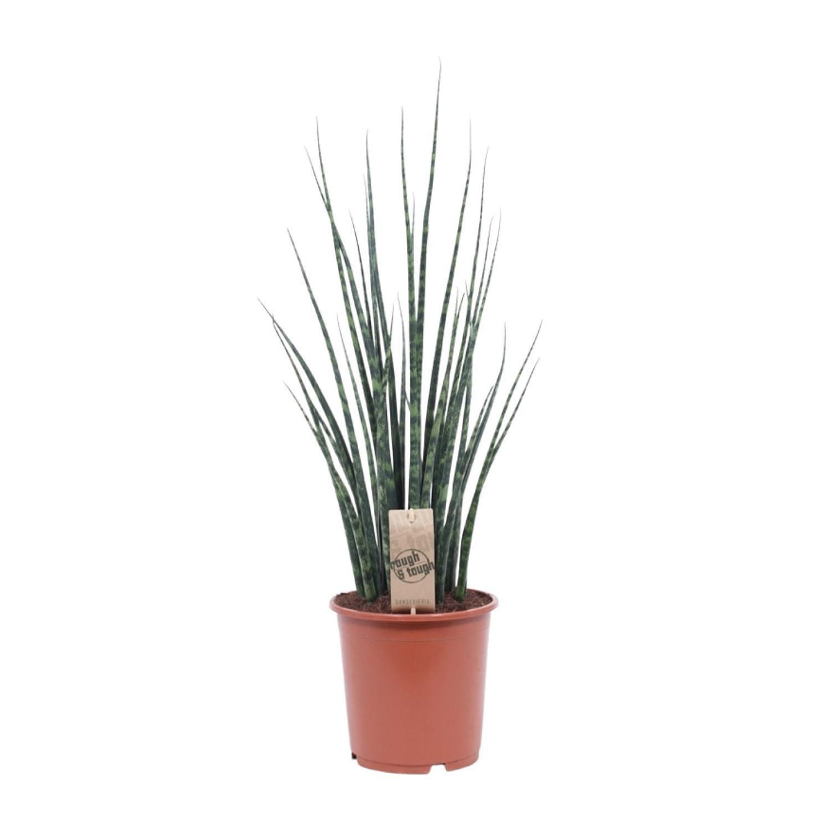 Sansevieria Fernwood Mikado - Ø19cm - ↕80cm