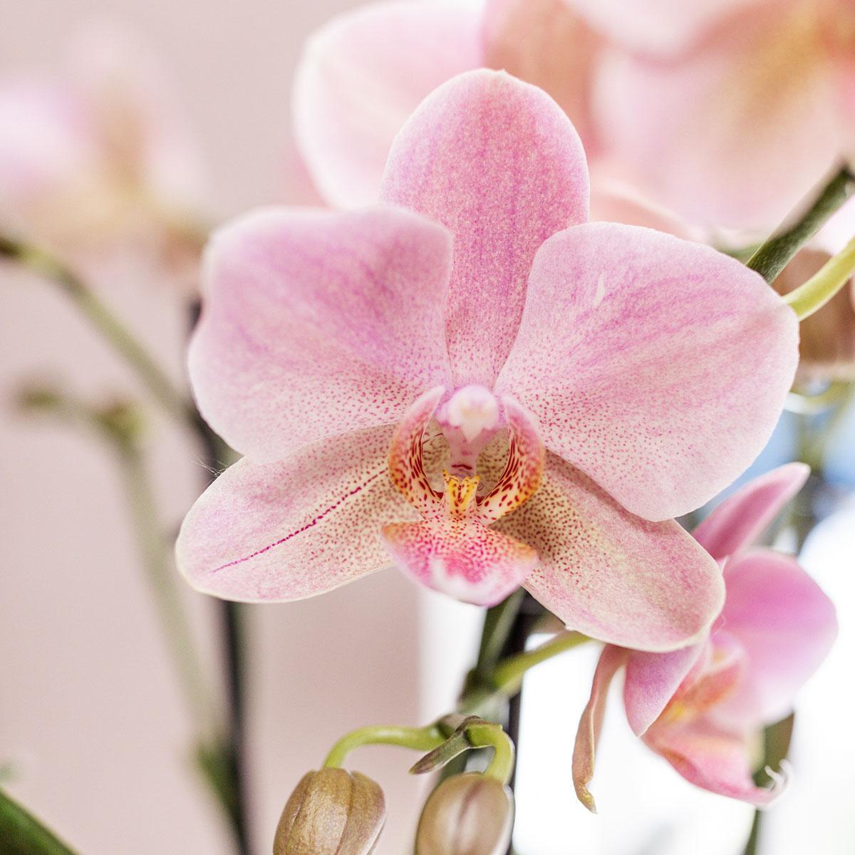 Kolibri Orchids | Rosa Phalaenopsis-Orchidee in weißem Face to Face Ziertopf - Ø12 cm