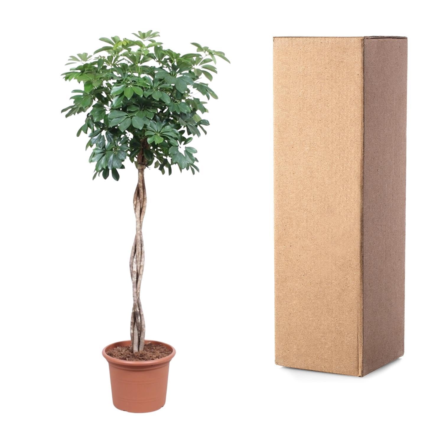 Schefflera Arboricola Compacta geflochtener Stamm - 190 cm - ø40