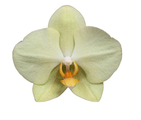 Phalaenopsis Volterra - 3 Zweige - 60 cm - Ø12cm