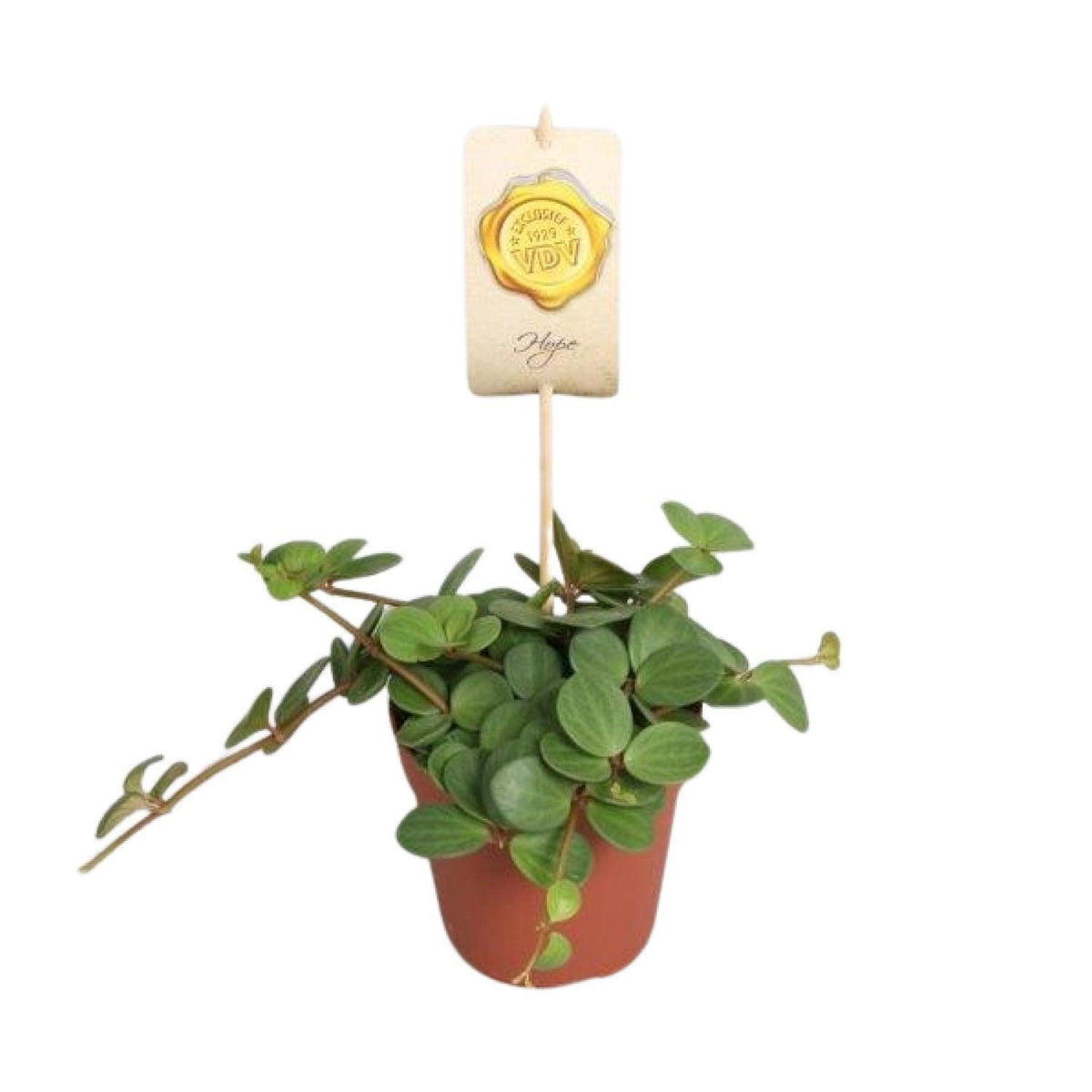 Peperomia Hope - Ø12cm - ↕15cm