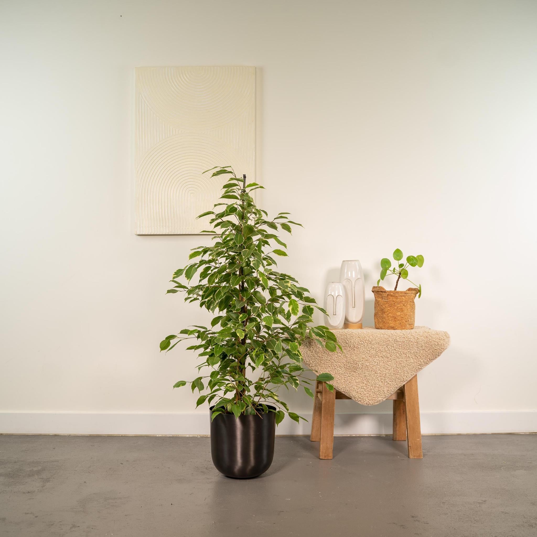 Ficus benjamina Goldenking - Ø21cm - ↕95cm + Topf Mayk Lead