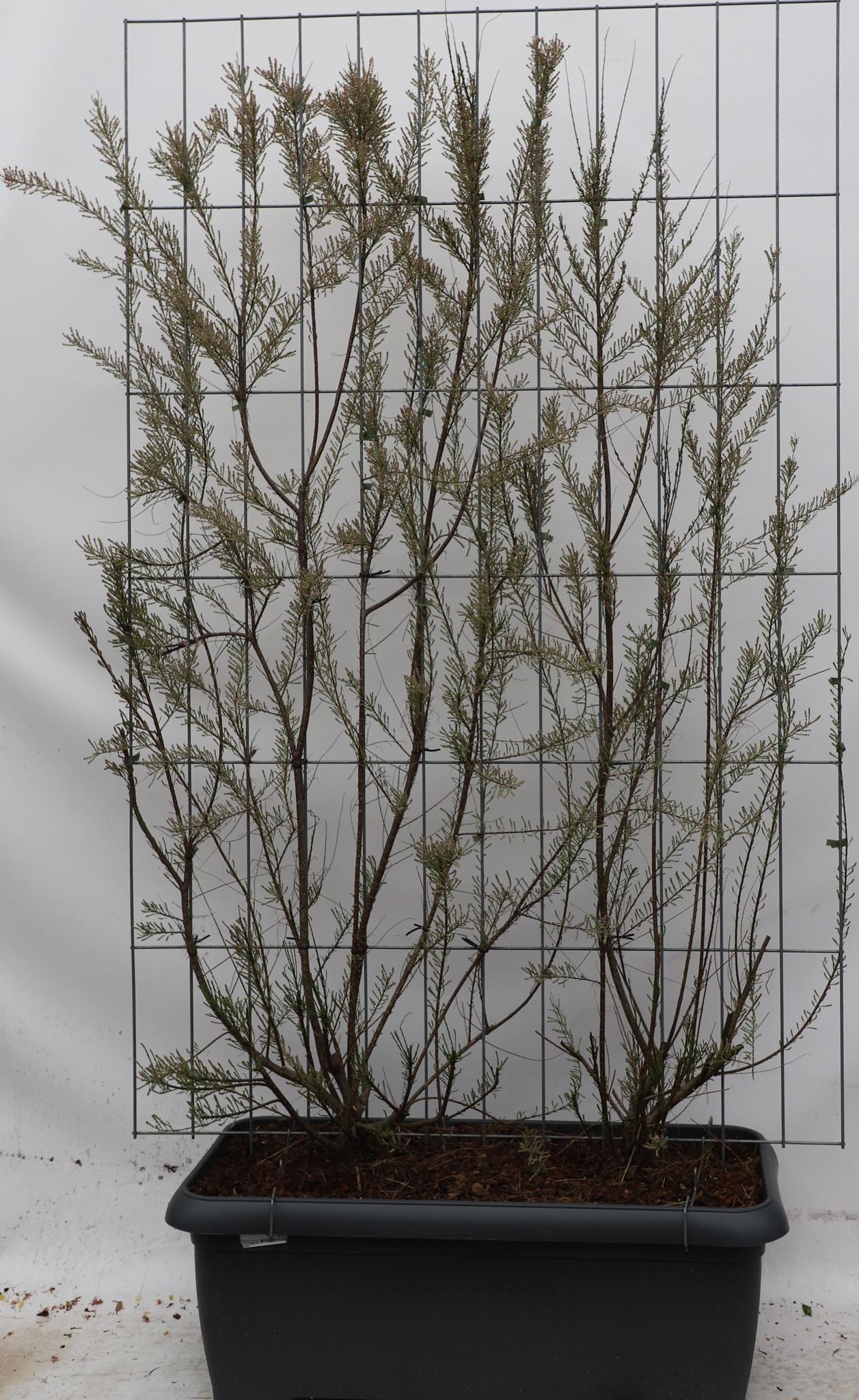 Tamarix Tetrandra - ↨180cm - 1 Stück