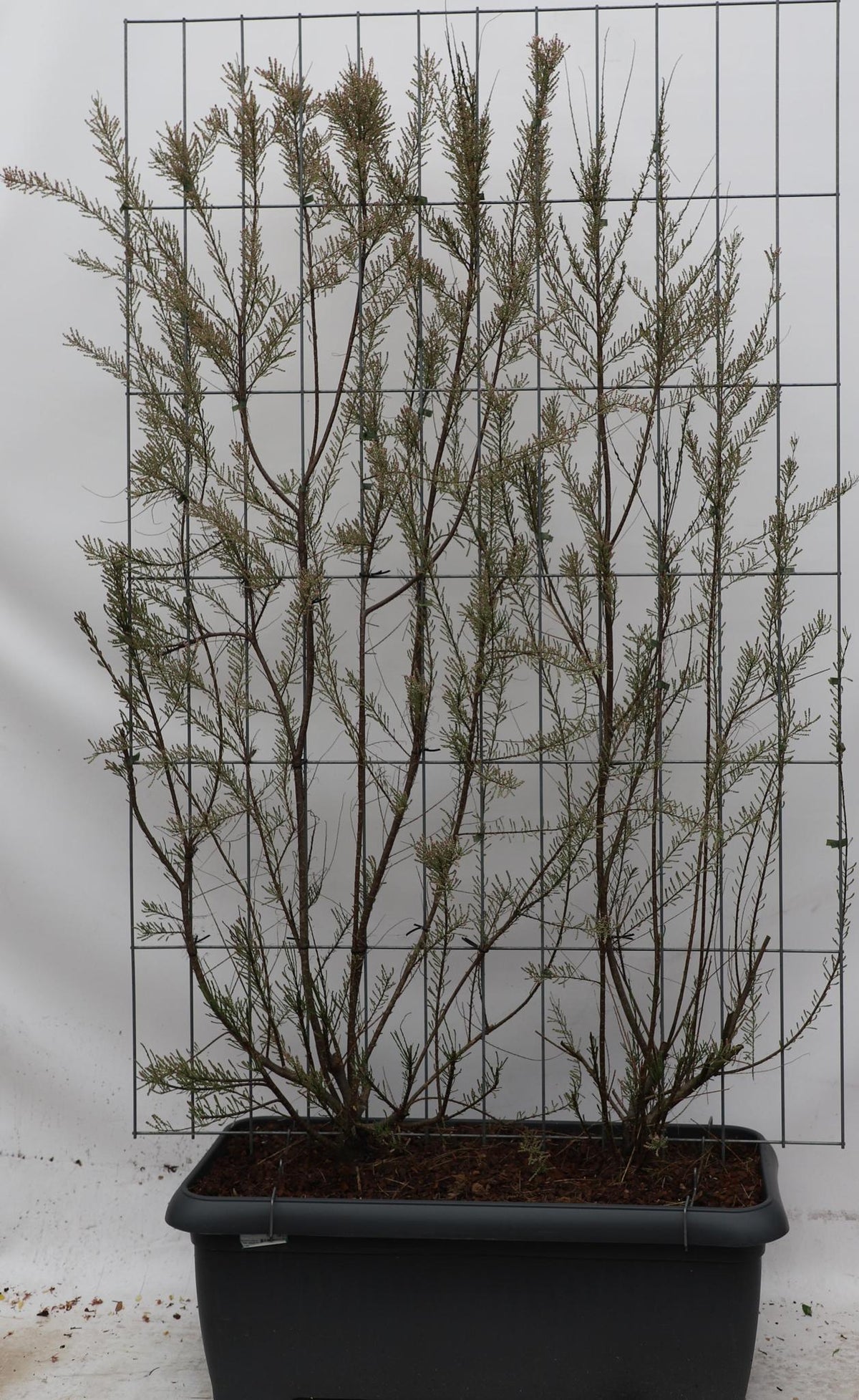 Tamarix Tetrandra - ↨180cm - 1 Stück