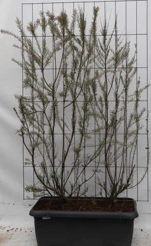 Tamarix Tetrandra - ↨180cm - 1 Stück