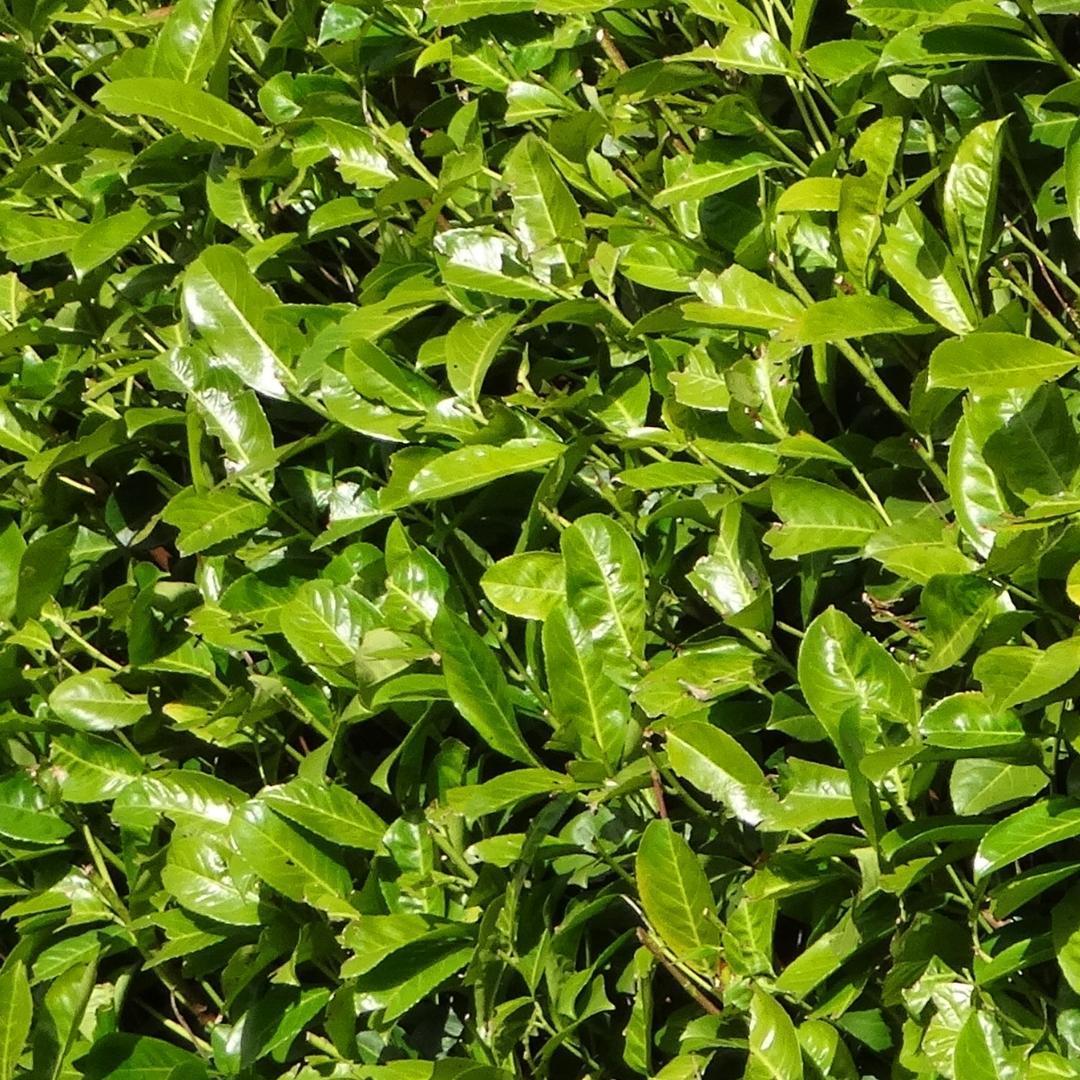Große Kirschlorbeer Pflanzen Rotundifolia für 10 laufende Meter Hecken | - 15L - 20x | ↨ 125-150 cm