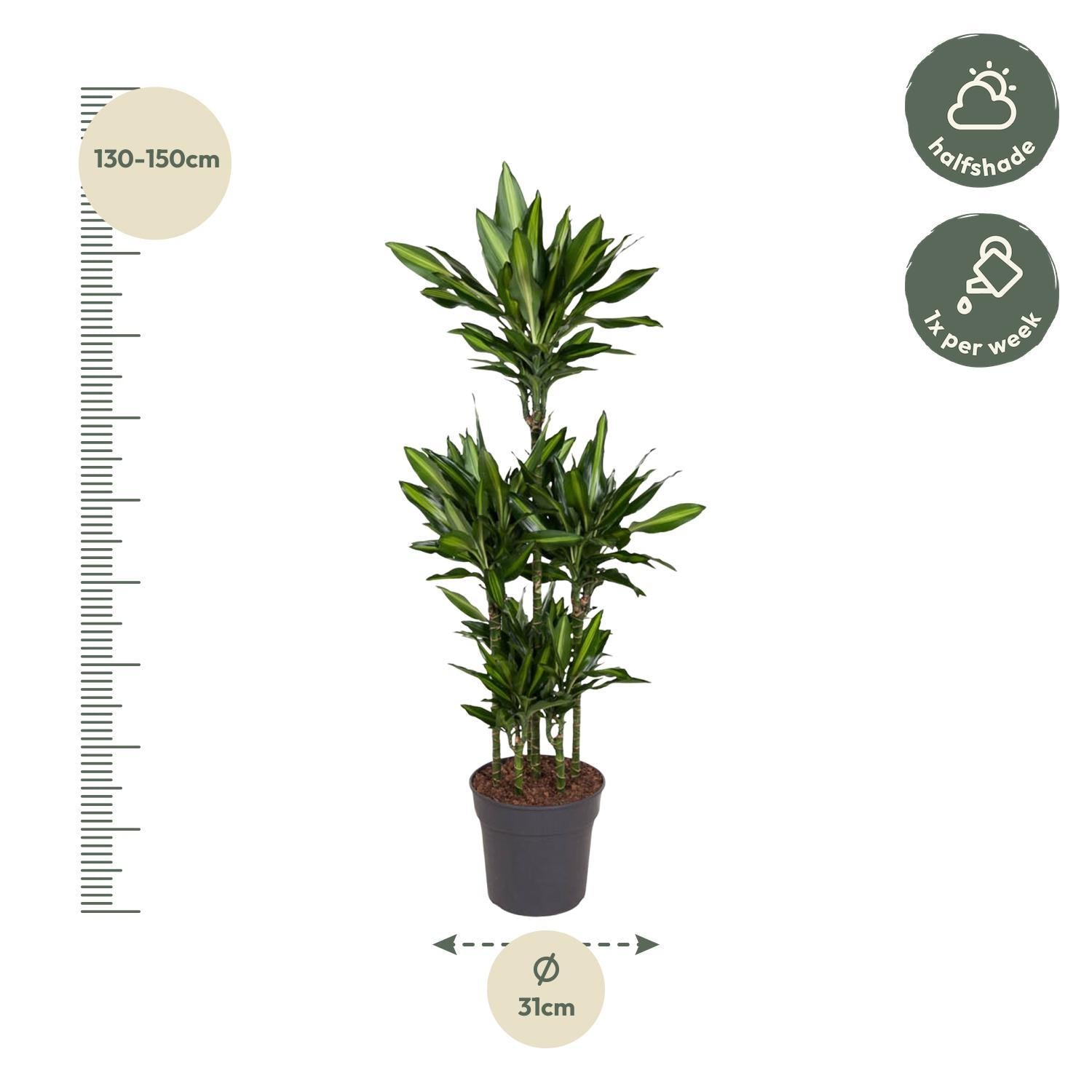 Dracaena Cintho Carrousel - 140 cm - ø31