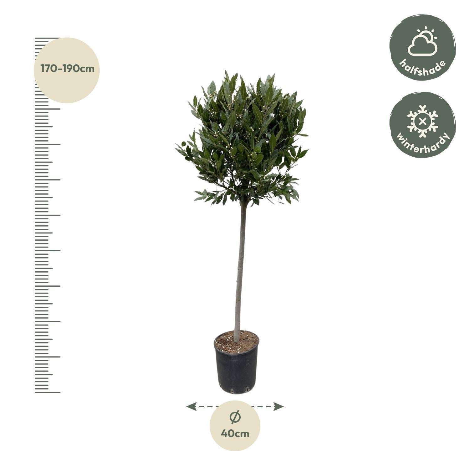 Laurus Nobilis Stamm - 180 cm - ø40