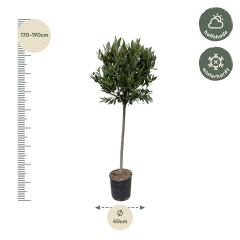 Laurus Nobilis Stamm - 180 cm - ø40