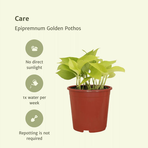 Epipremnum Golden Pothos (Scindapsus) - 4 Stücke - Ø12cm - ↕15cm