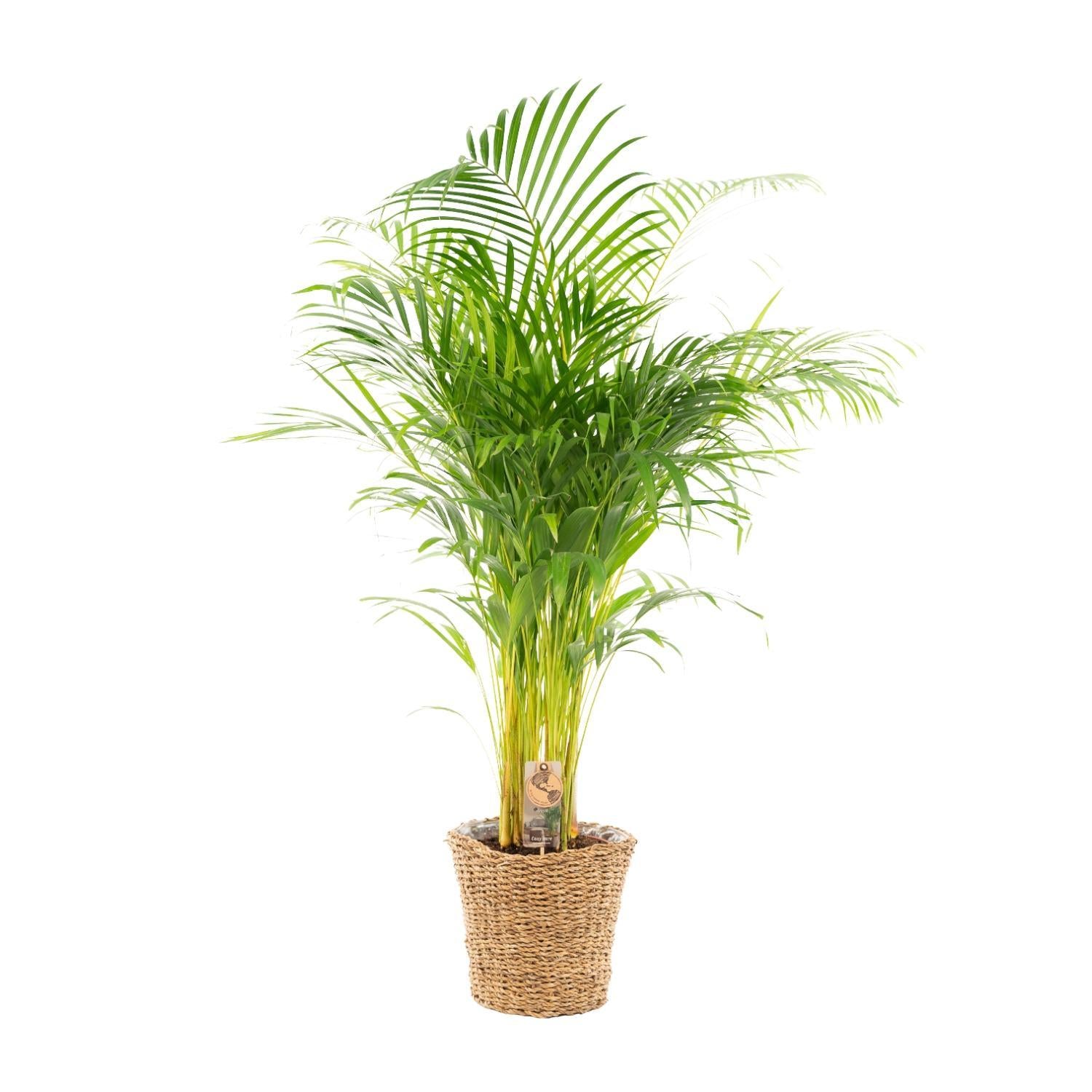 Areca mit Korb - ↨130cm - Ø24cm