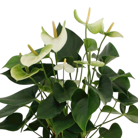 Anthurium Andreanum Namora inkl. PURE Korb - 45cm - Ø12