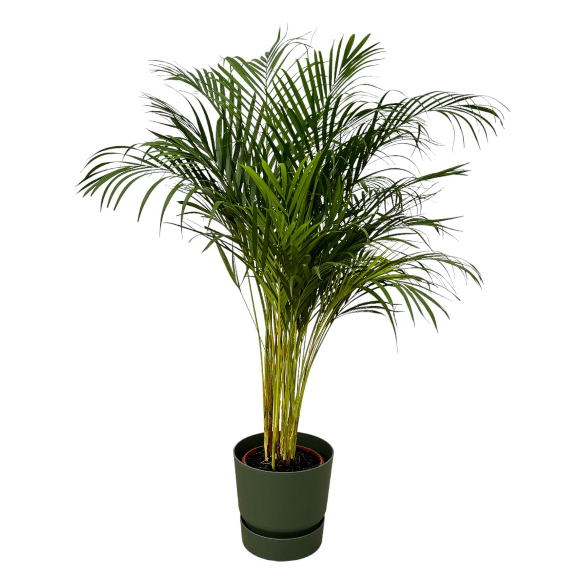 Areca Palme  - ↨130cm - Ø24cm inkl. elho Greenville Rund Grün D30xH28