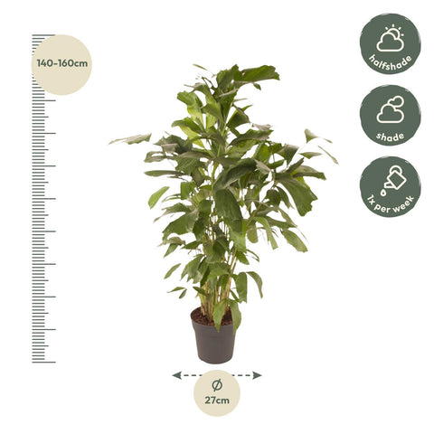 Caryota Mitis - 150 cm - ø27