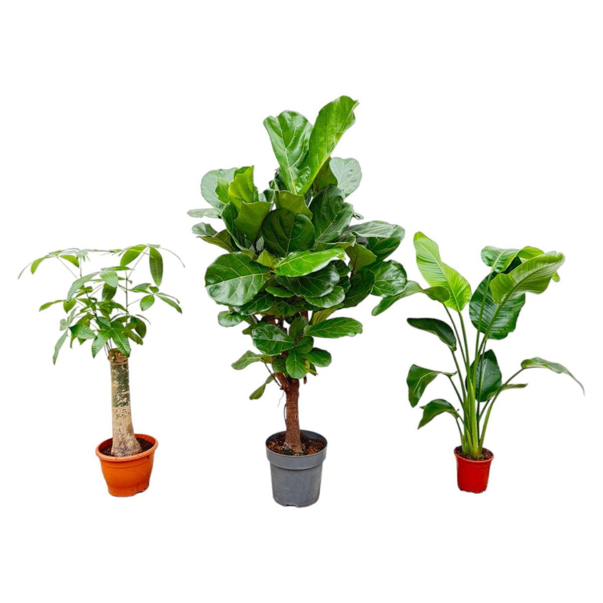 Kombi-Angebot - Strelitzia Nicolai 70 cm - Wout L 130 cm - Ficus Lyrata verzweigt 160cm