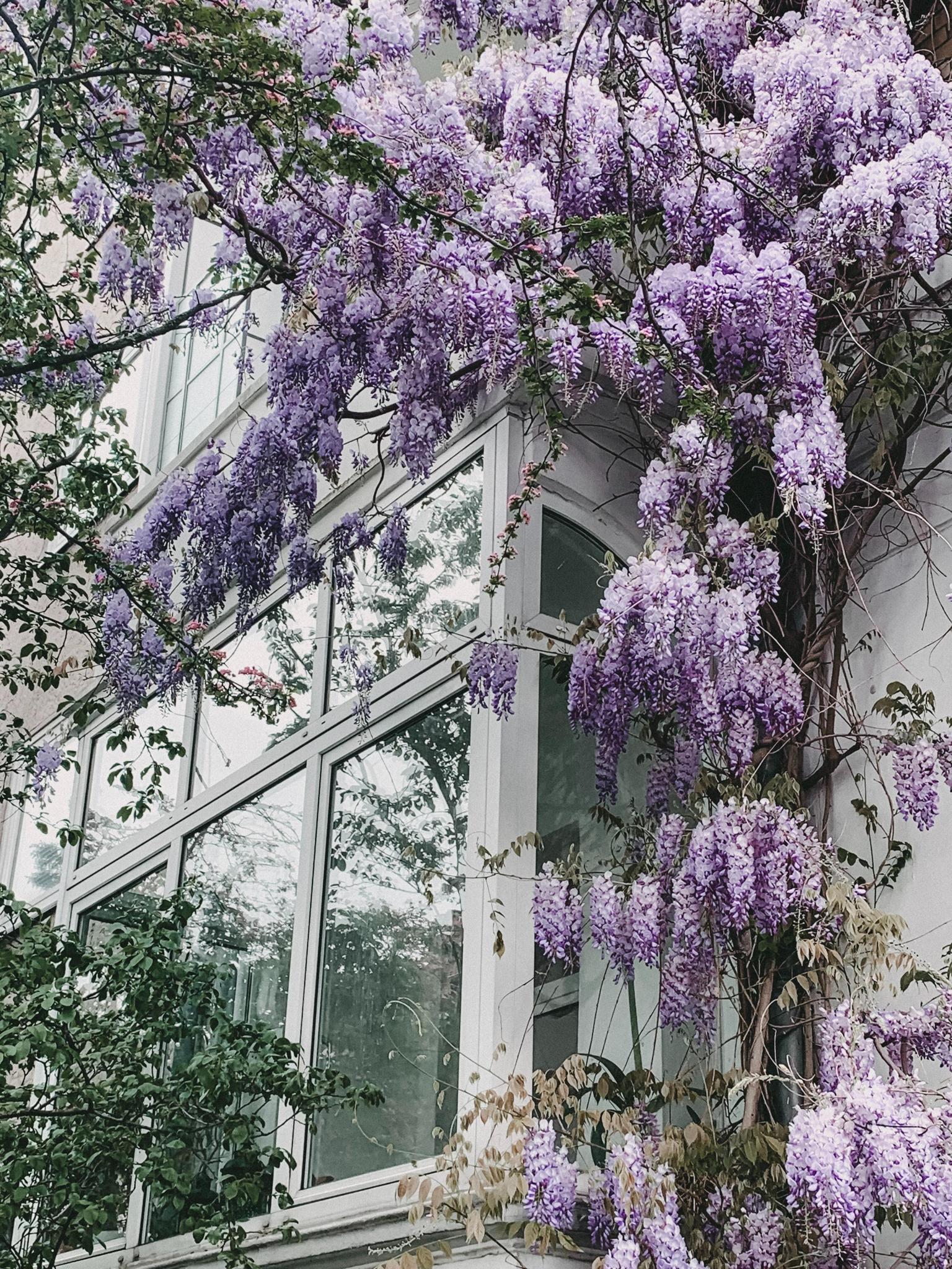 Wisteria floribunda 'Naga Noda' - Purpurner Regen