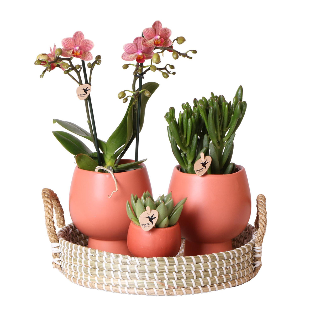 Kolibri Company - Komplettes Pflanzenset Scandic Terracotta | Grünes Pflanzenset mit oranger Phalaenopsis Orchidee und Sukkulenten inkl. Keramik-Ziertöpfe