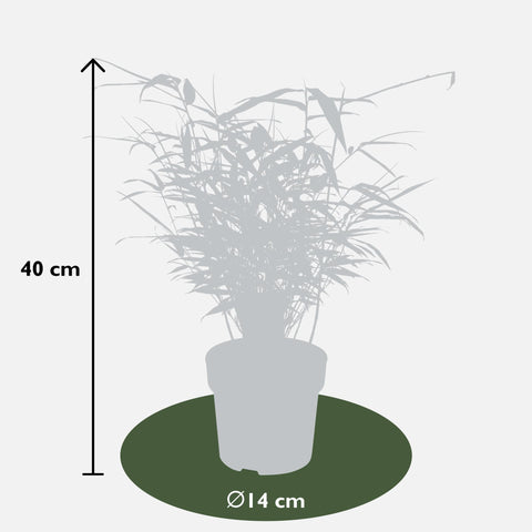 Fargesia rufa - Ø14 - ↨40cm