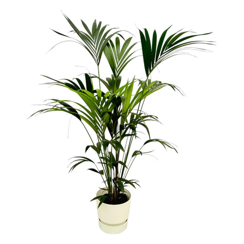 Kentia Palme inklusive elho Greenville Rund Weiß - 160cm - Ø30