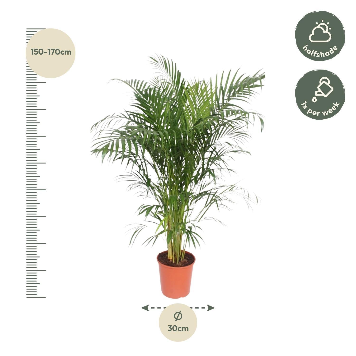 Dypsis Lutescens (Areca Palme) - 160 cm - ø30