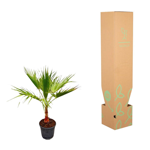 Washingtonia - 100 cm - Ø21