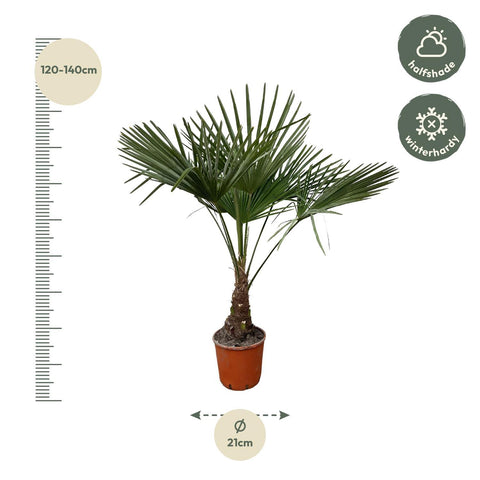 Trachycarpus - 130cm- Ø21