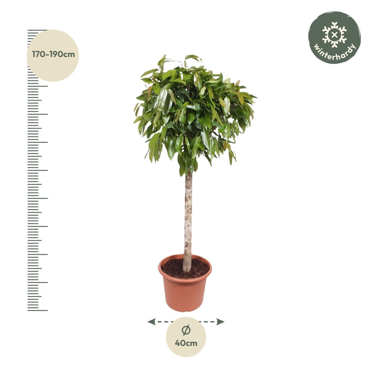 Ficus Amstel King - 180 cm - ø40