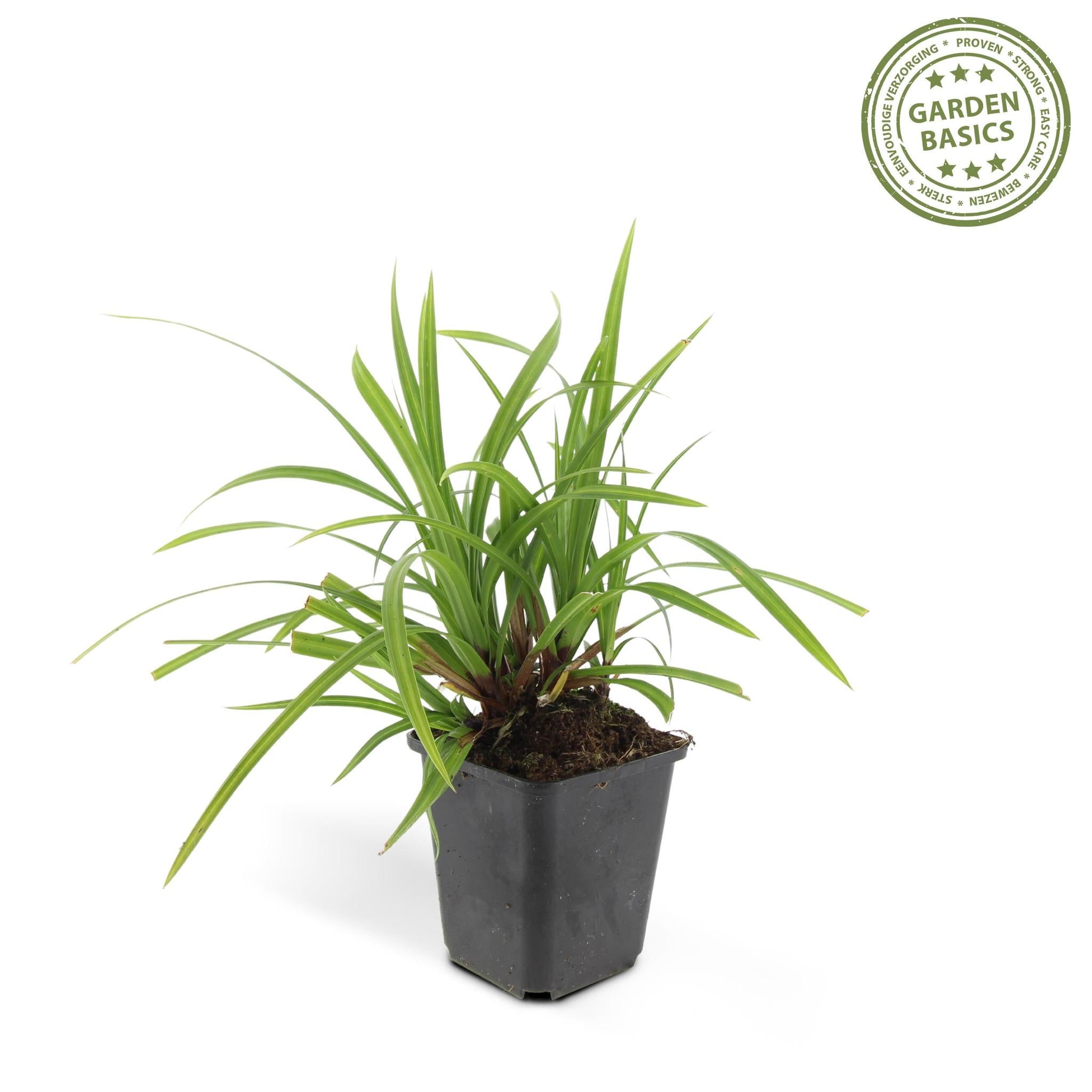 6x Carex morrowii 'Irish Green' - ↕10-25cm - Ø9cm