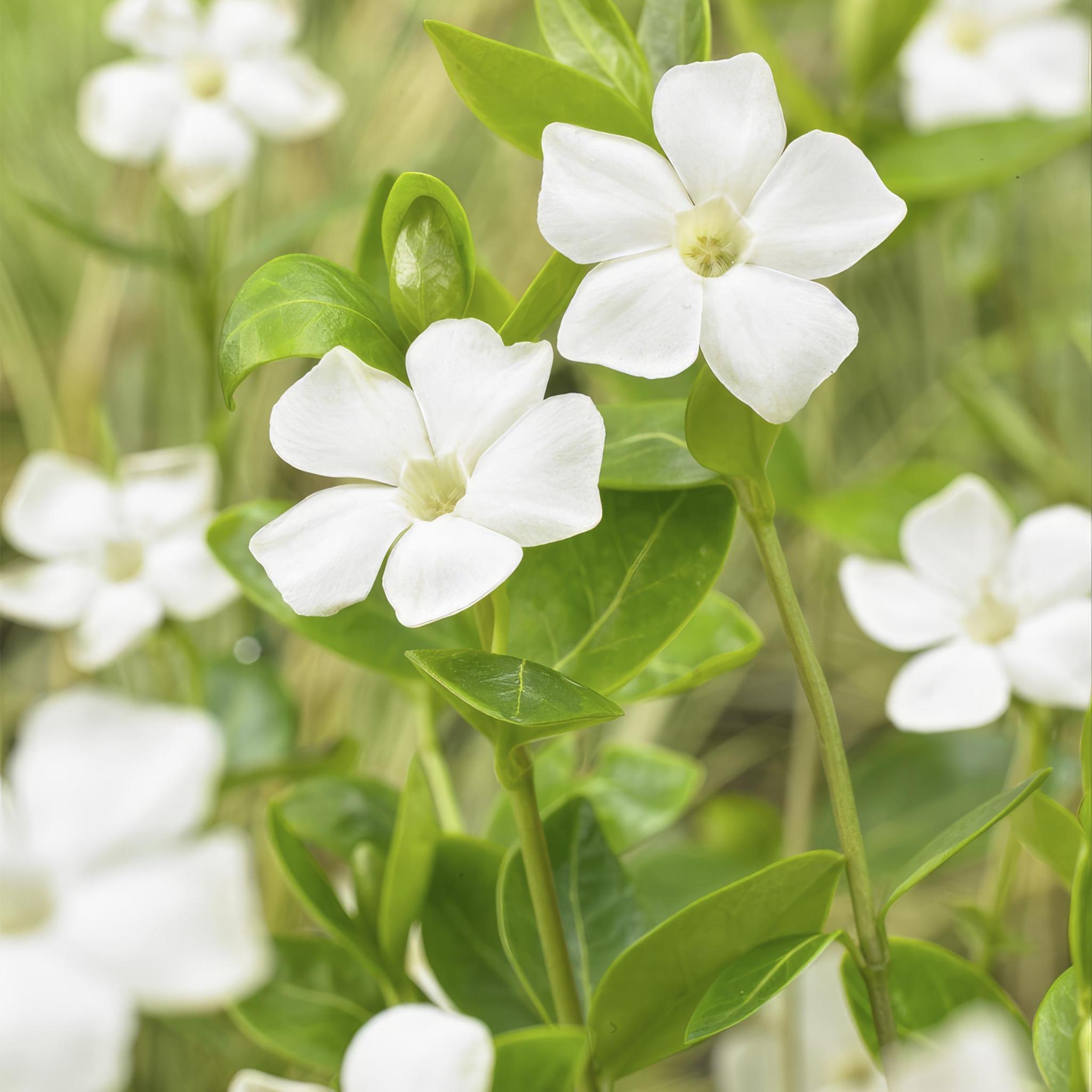 6x Vinca minor 'Alba' - ↕10-25cm - Ø9cm - 12x