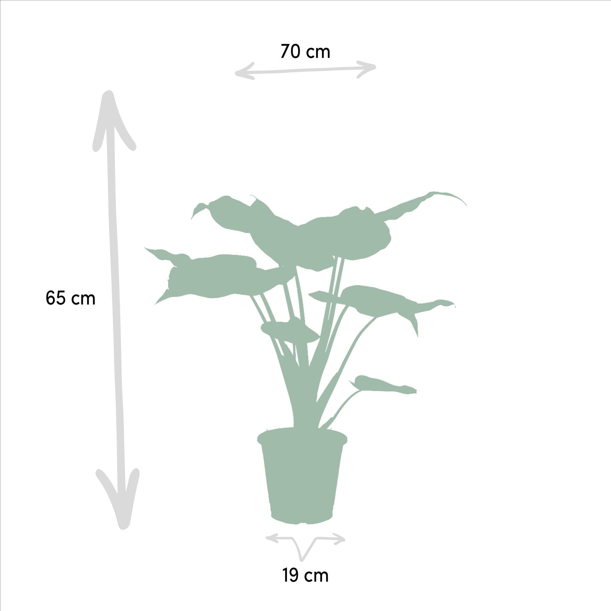 Alocasia Cucullata - Ø19cm - ↕60cm + Alocasia Wentii - Ø19cm - ↕60cm