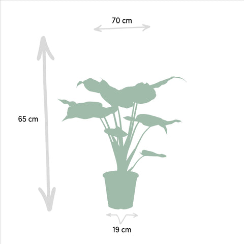 Alocasia Cucullata - Ø19cm - ↕60cm + Alocasia Wentii - Ø19cm - ↕60cm