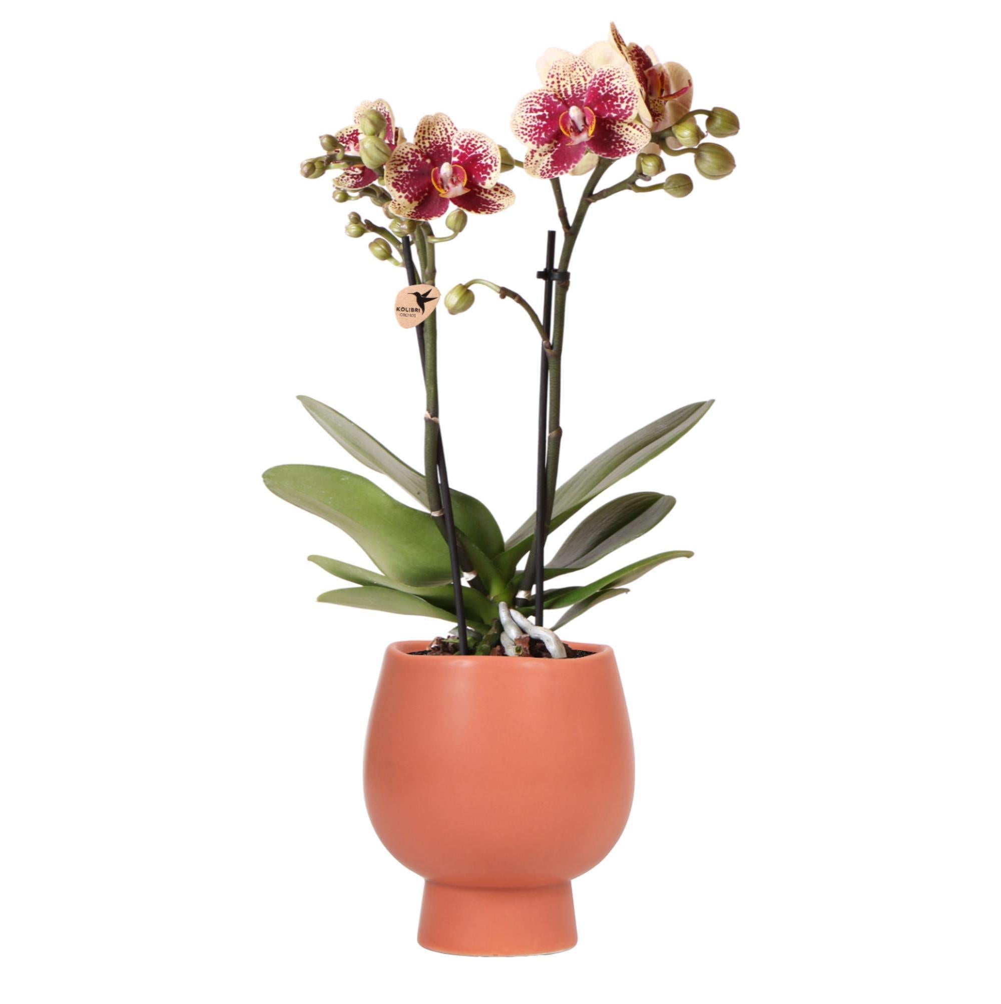 Kolibri Orchids | Gelbe rote Phalaenopsis-Orchidee - Spanien + Scandic Ziertopf Terrakotta - Topfgröße Ø9cm - 45cm hoch | blühende Zimmerpflanze - frisch vom Züchter