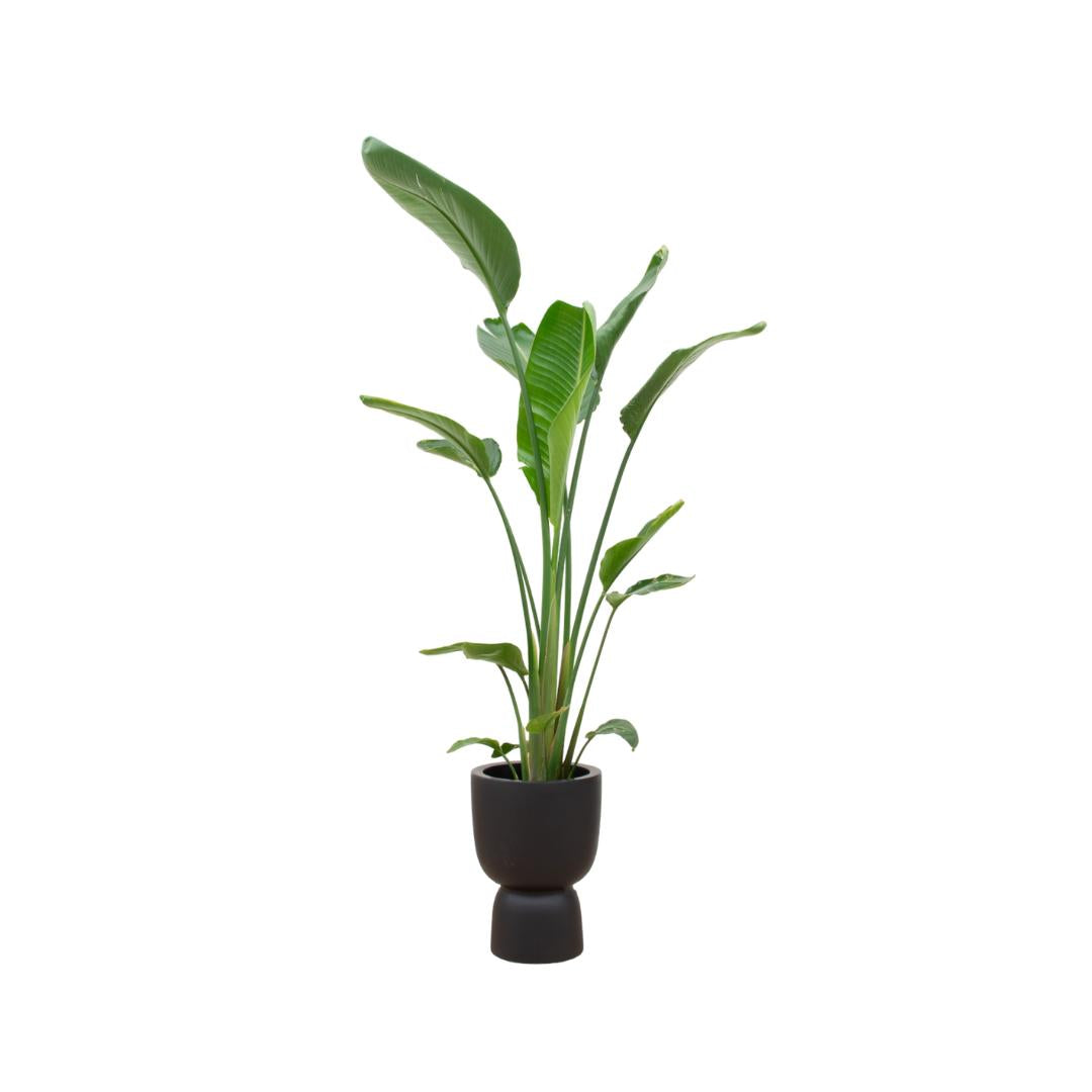 Kombi-Angebot - Strelitzia Augusta multi Mehrstämmig inkl. elho Pure Coupe Schwarz Ø35 - 210 cm