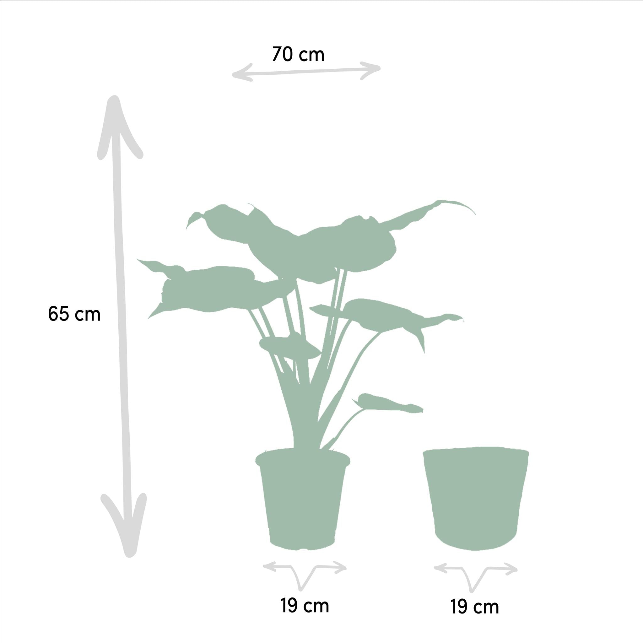 Alocasia Cucullata - Ø19cm - ↕60cm + Alocasia Lauterbachiana - Ø19cm - ↕75cm + Korb Igmar