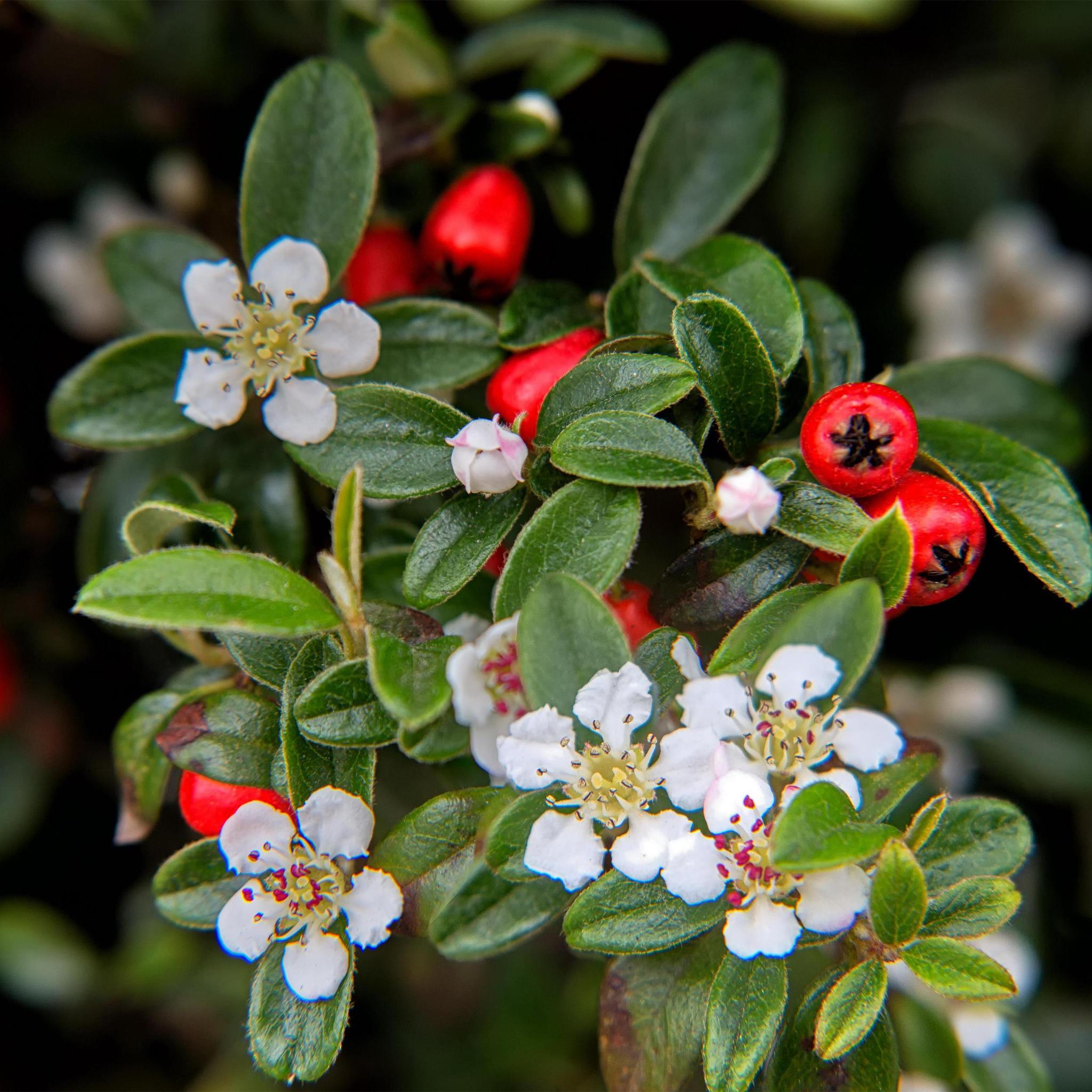 6x Cotoneaster dammeri - ↕10-25cm - Ø9cm - 6x