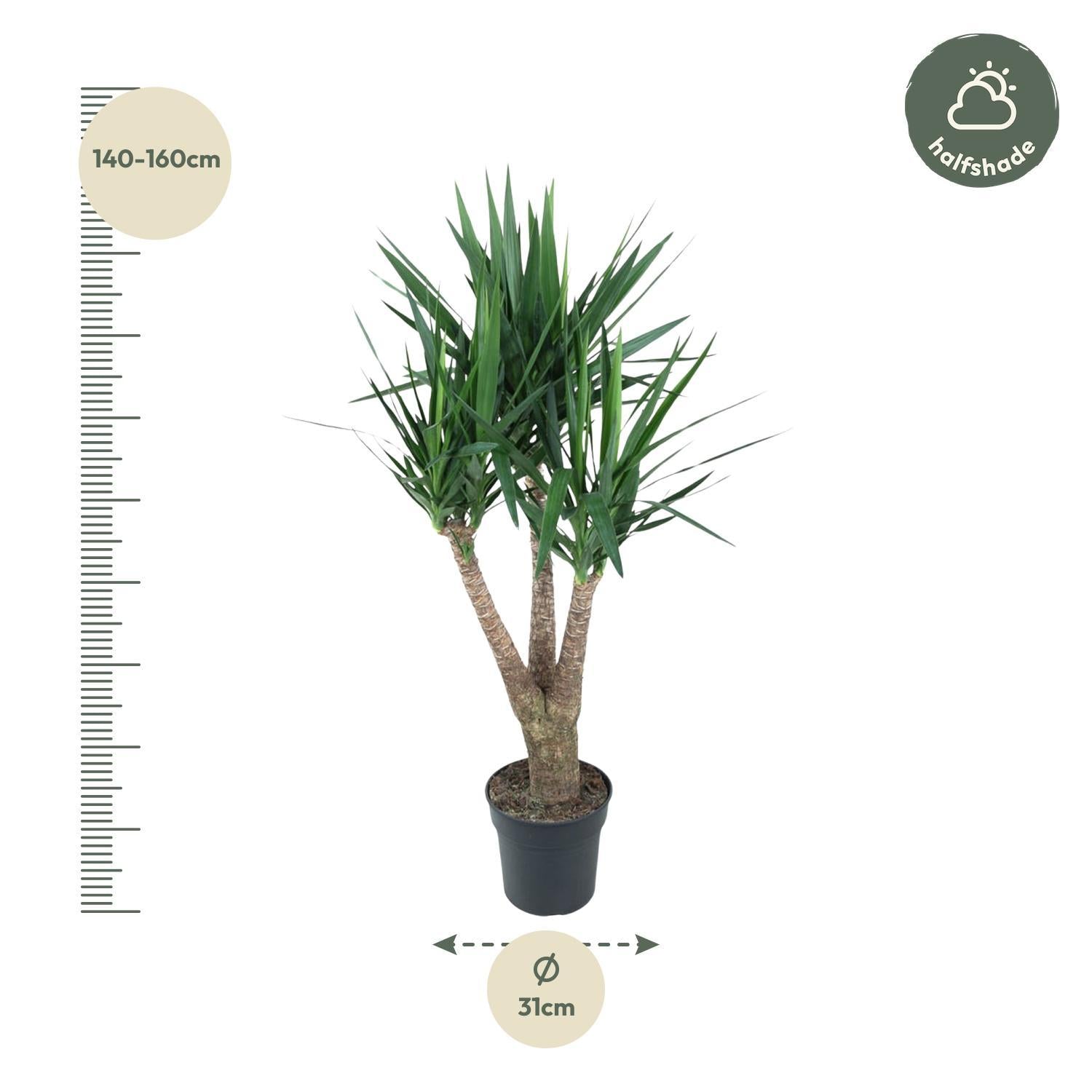 Yucca Elephantipes verzweigt - 150 cm - ø31