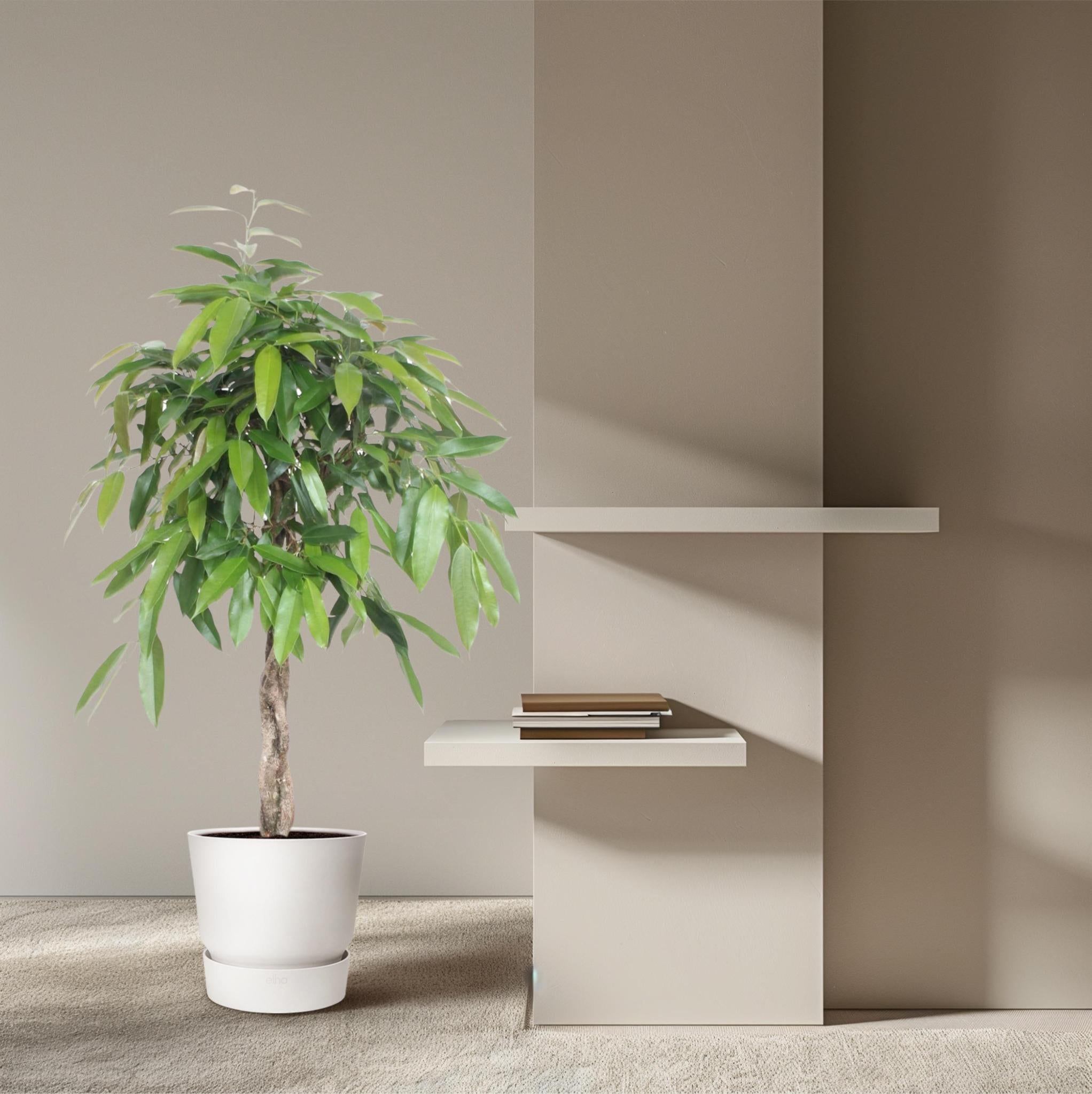 Ficus Amstel King mit geflochtenem Stamm - 140 cm - ø30