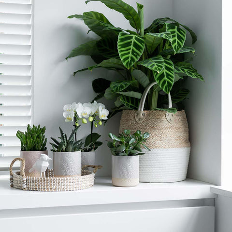 Kolibri Greens | Set mit 4 Sukkulenten - Grünpflanzen - Topfgröße Ø9cm