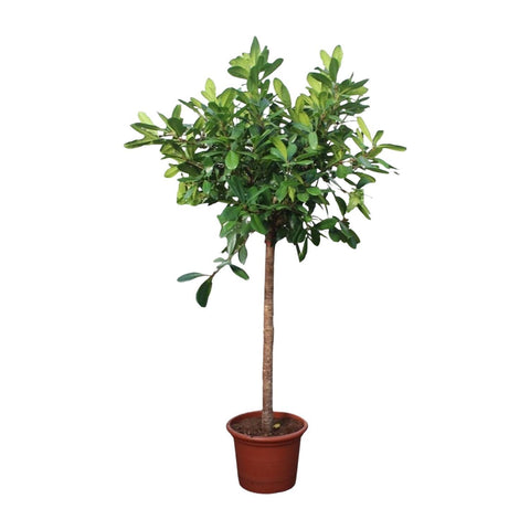 Ficus Cyathistipula Baum - 250 cm - ø50