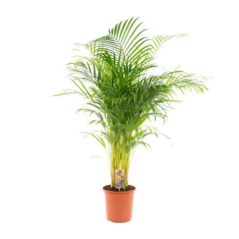 Areca-Palme - Ø24cm - ↕130cm