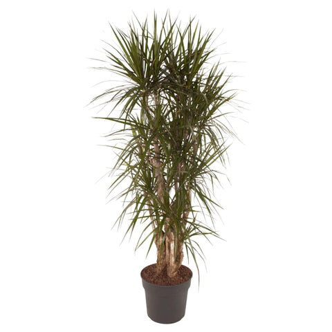 Dracaena Marginata verzweigt - 160 cm - ø34