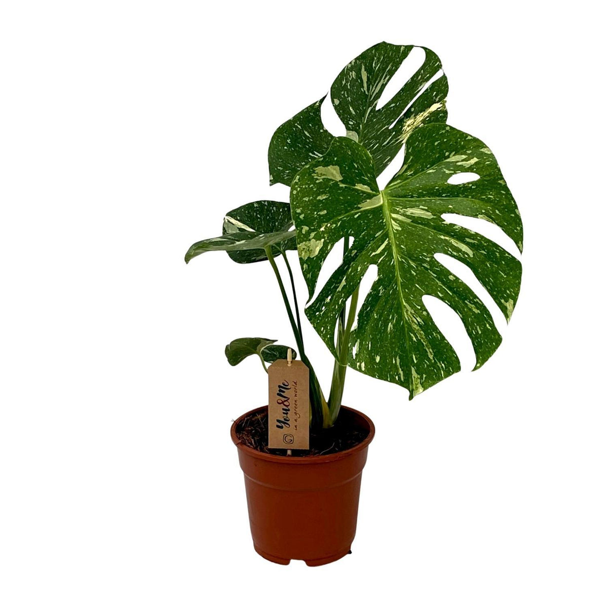 Monstera Deliciosa - Ø17cm - ↕50cm