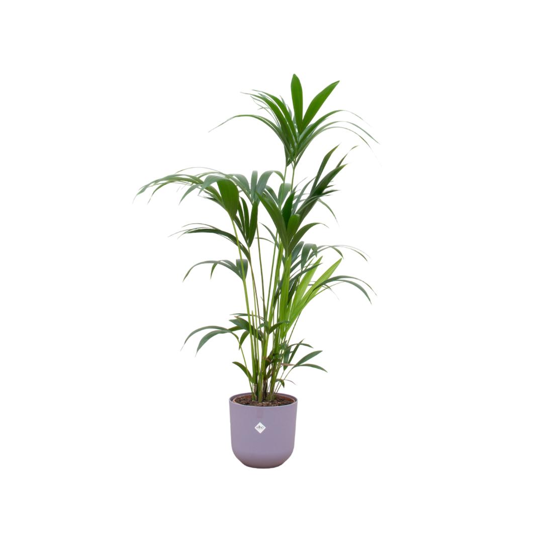 Kombi-Angebot - Kentia-Palme inkl. elho Jazz Rund Lila Ø26 - 160 cm