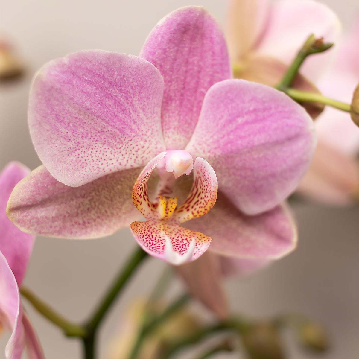 Kolibri Orchids | Kombi-Angebot von 4 rosa Phalaenopsis-Orchideen - Andorra - Topfgröße Ø9 cm | blühende Zimmerpflanze