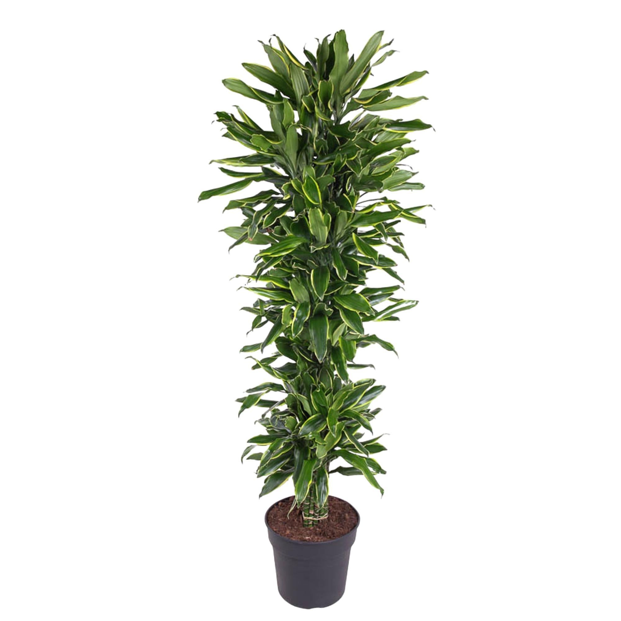 Dracaena Golden Coast verzweigt - 170 cm - ø34