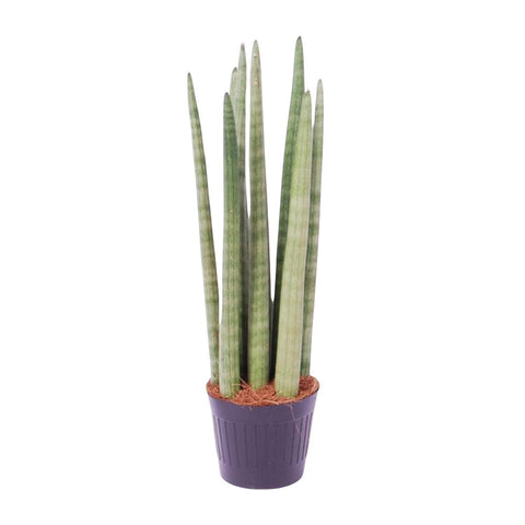 Sansevieria Cylindrica 'Spaghetti' - 40 cm - ø10,5