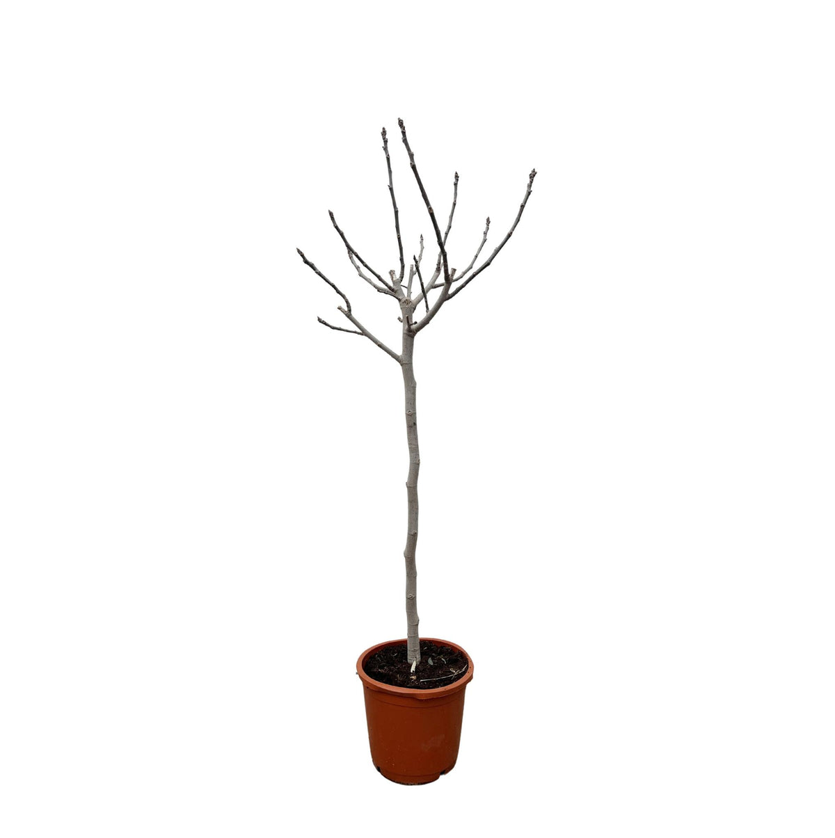 Ficus Carica auf Stamm - 180 cm - ø30