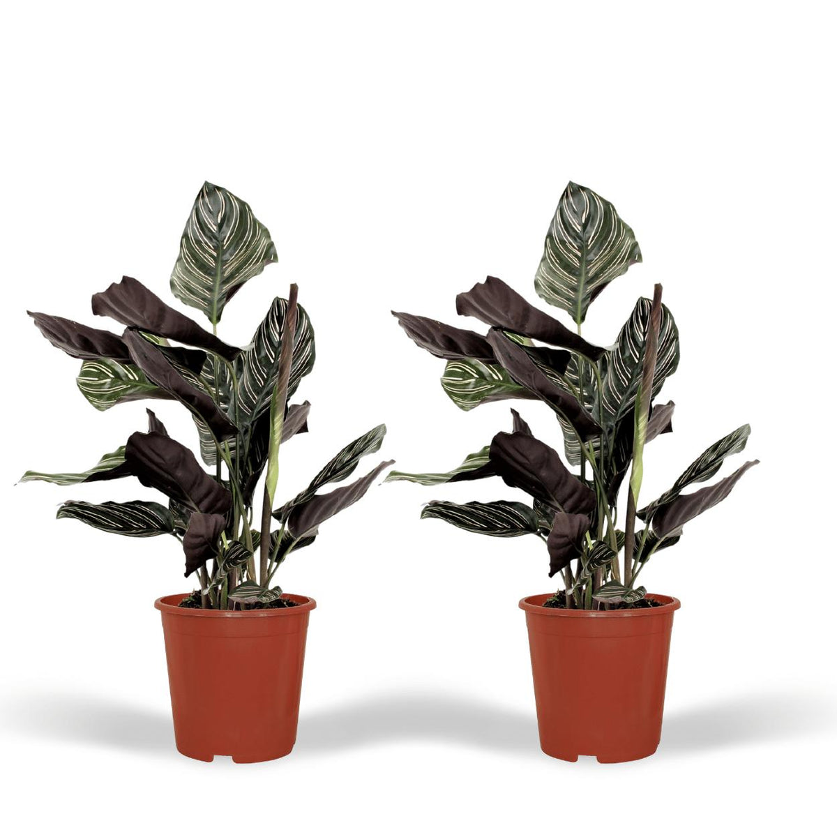 2x Calathea Ornata - Pfauenpflanze - 50cm - ø14